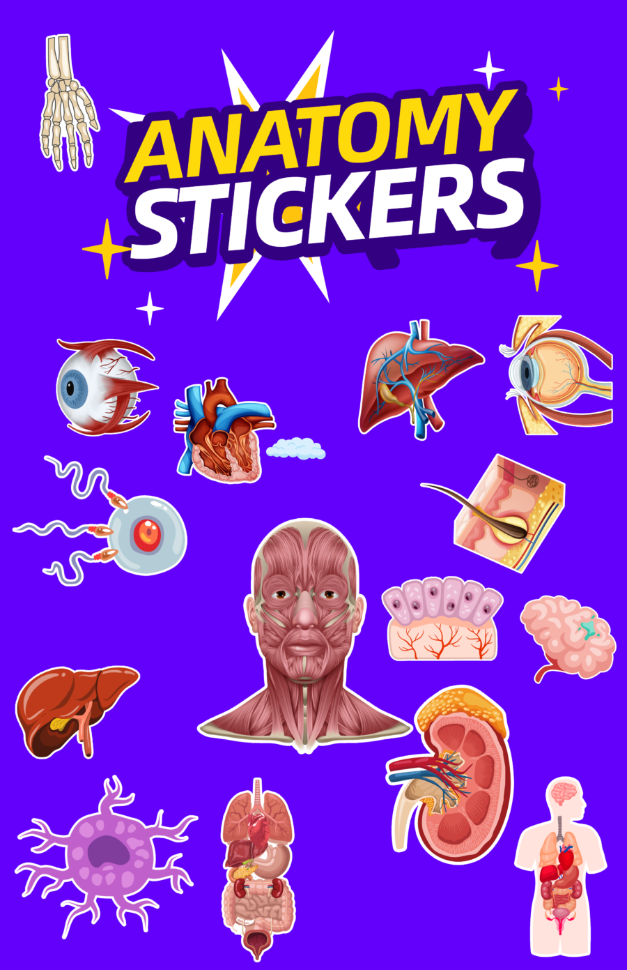 Anatomy Stickers Dheeth By nature - Dheeth By Nature